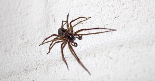 house spider close-up shot