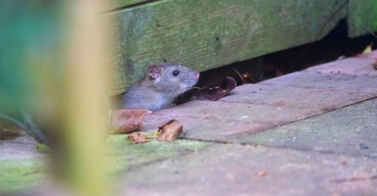 Brown rat rodent peeking out from under a wooden fence