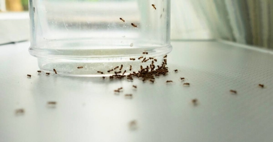 Ants in the kitchen counter