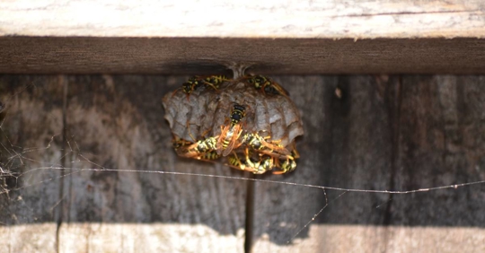 Wasp nest